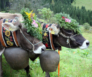Alpabzug Klosters 2015