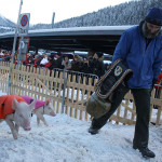 Pigs racing in Klosters on New Year's Day
