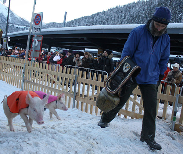 Pigs racing in Klosters on New Year's Day